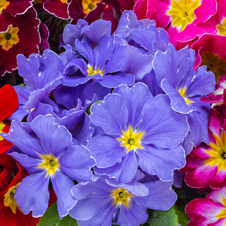 Pink, purple and red polyanthus flowering plants